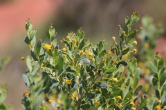 Acacia bivenosa