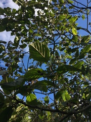 Frangula sphaerosperma