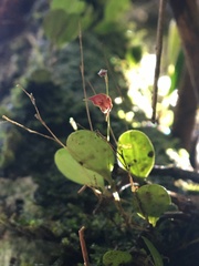 Lepanthes clausa