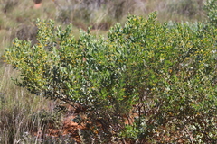 Acacia bivenosa