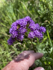 Pseudoselago verbenacea