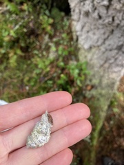 Cliostomum