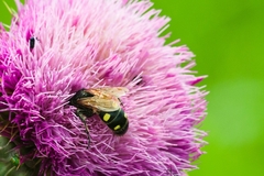 Campsomeris bistrimacula