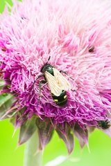 Campsomeris bistrimacula