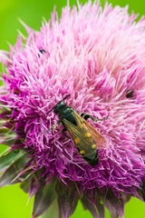 Campsomeris bistrimacula