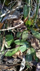 Pilosella aurantiaca