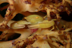 Quadrella