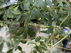 Blepharidopterus chlorionis