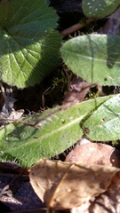 Pilosella aurantiaca