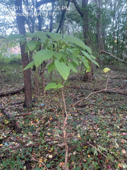 Catalpa