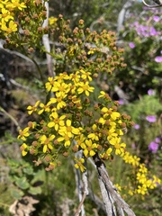 Senecio subcanescens
