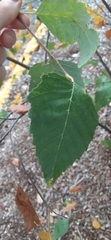 Betula nigra