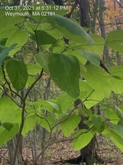Catalpa