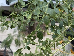 Blepharidopterus chlorionis