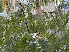 Blepharidopterus chlorionis