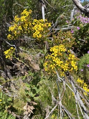 Senecio subcanescens