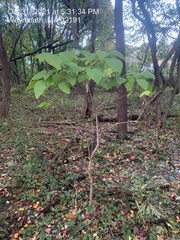 Catalpa