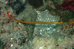 Dunckerocampus pessuliferus