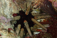 Phyllacanthus imperialis