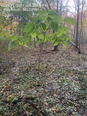 Catalpa