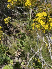 Senecio subcanescens