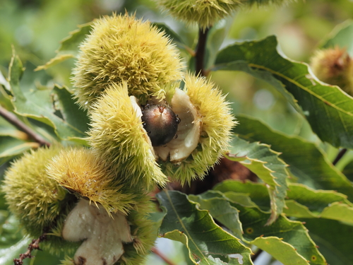 Allegheny Chinquapin