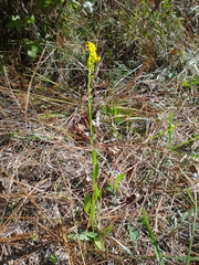 Solidago virgata
