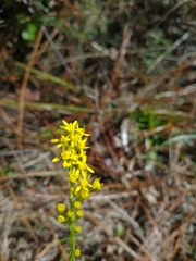 Solidago virgata