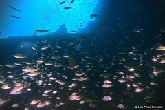 Diplodus bellottii
