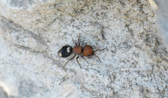 Mutilla quinquemaculata