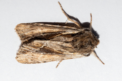 Ichneutica paracausta