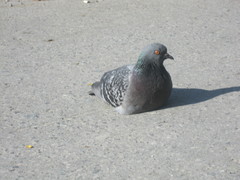 Columba livia