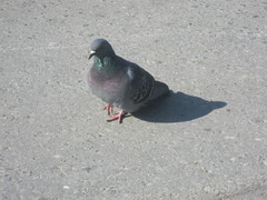 Columba livia