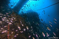 Diplodus bellottii