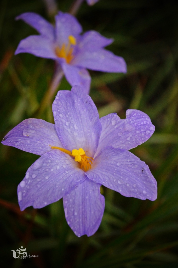 Vellozia punctulata