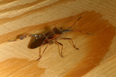 Leptoglossus occidentalis