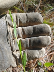 Solidago virgata