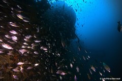 Diplodus bellottii
