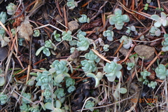 Sedum debile