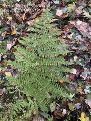 Athyrium filix-femina