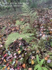 Athyrium filix-femina