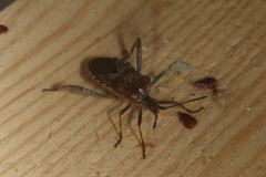Leptoglossus occidentalis