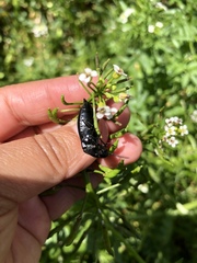 Elateridae