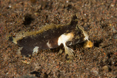 Acanthosphex leurynnis