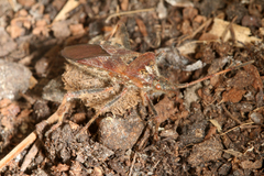 Leptoglossus occidentalis