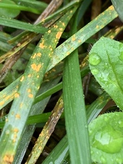 Puccinia recondita