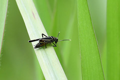 Ripipteryx rivularia