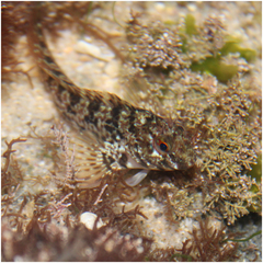 Hypsoblennius