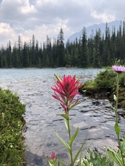 Castilleja purpurascens