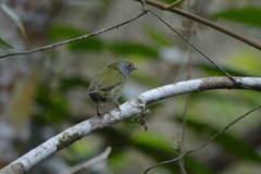 Ilicura militaris